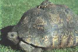 Tartaruga Gigante - Foto de K. H. Switak