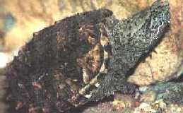 Tartaruga Mordedora da Flrida - Foto de M. Cardwell