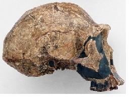 Crânio de um Australopithecus