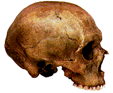 Crânio de um Neandertal