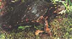 Tartaruga Manchada - Foto de R. T. Zappalorti
